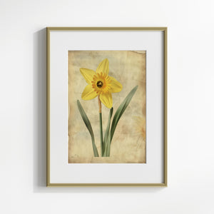 Awakening of Spring: The Daffodil