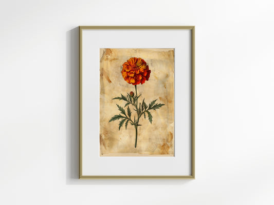 Ewige Flamme: Eine Ringelblumen-Illustration von Fiona Aisling- Pflanzenillustration, Naturillustration, Irische Künstlerin, Botanische Kunst, Blumenkunst